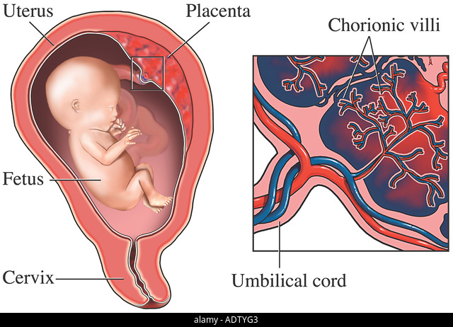 What Is The Placenta And How Does It Work? - The Ultrasound SuiteThe  Ultrasound Suite